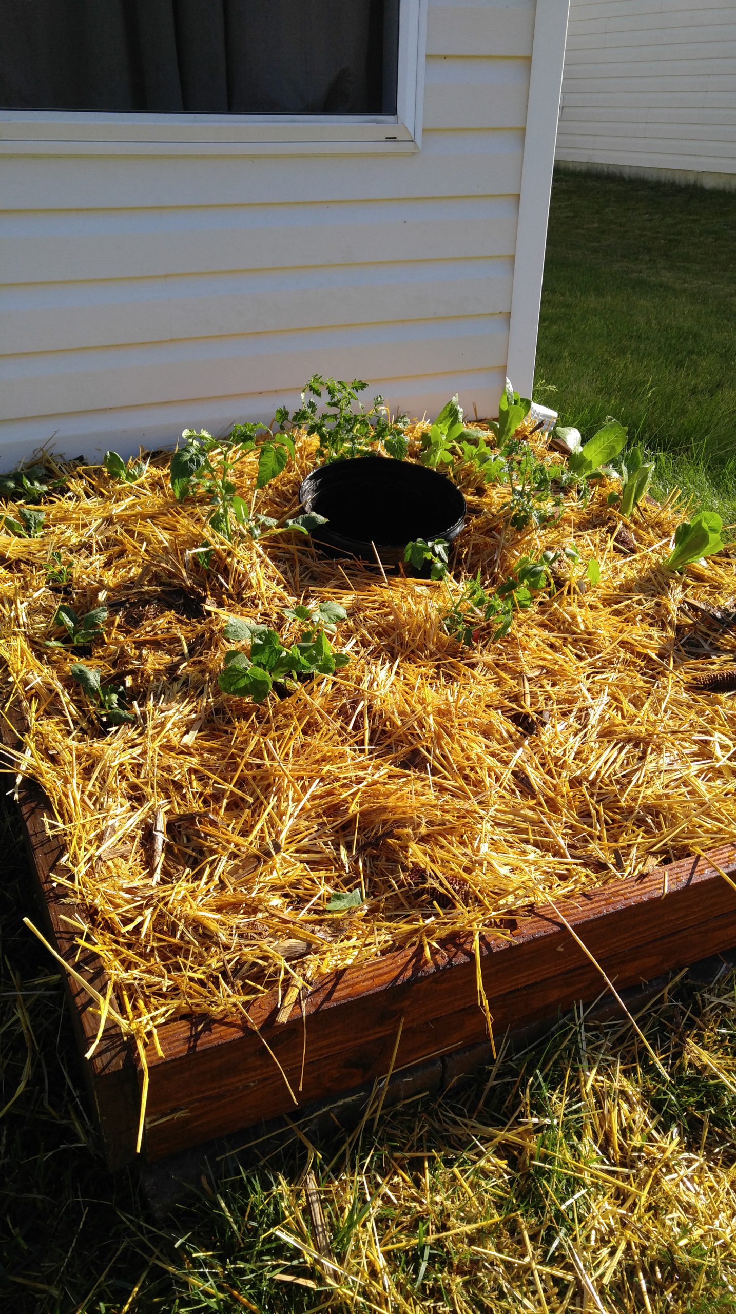 UPDATE: Growing Things